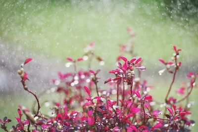 Rain drops on red flower with beautiful bokeh background