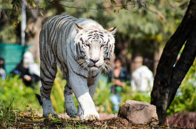 Tiger against trees