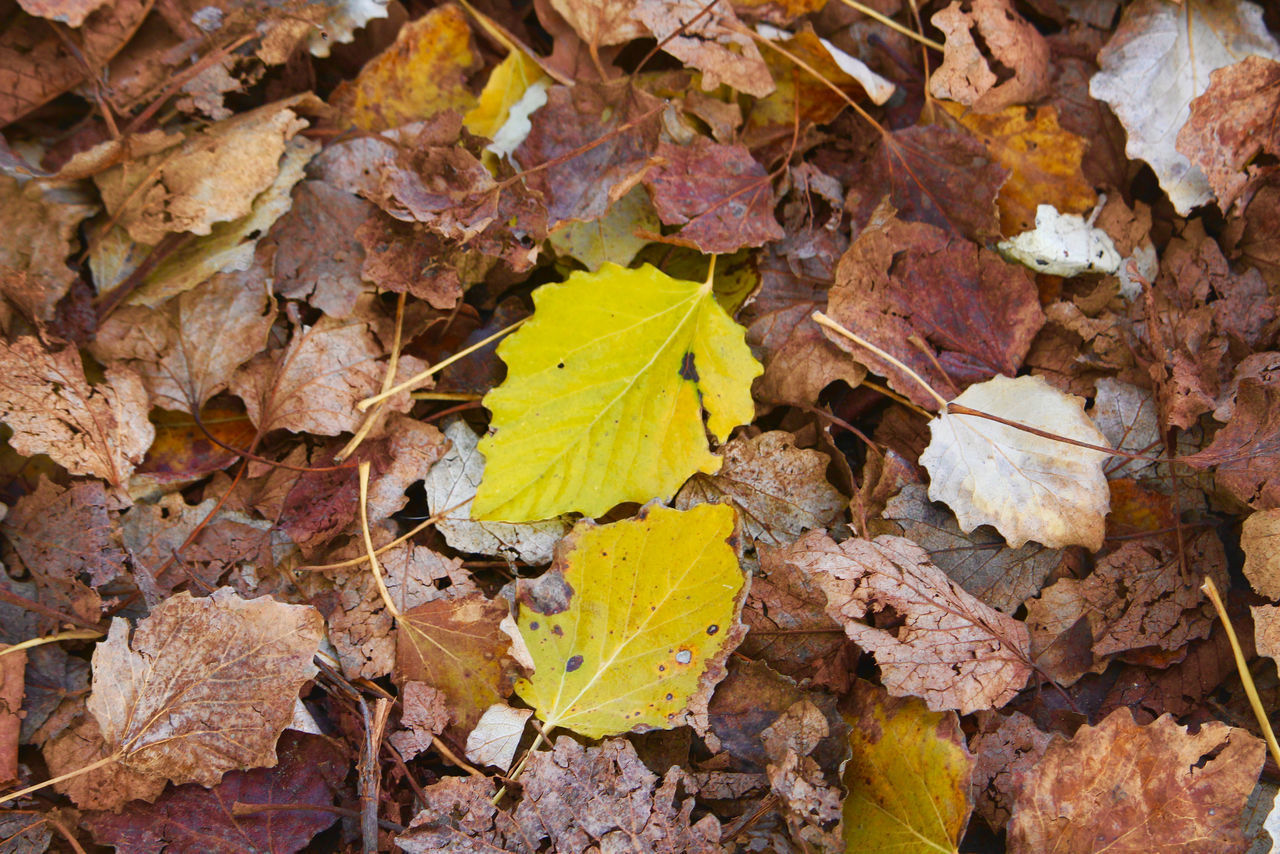 HIGH ANGLE VIEW OF DRY MAPLE LEAVES ON STONE