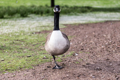 Close-up of bird on field