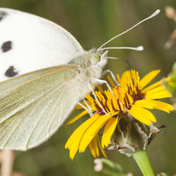 Close-up of butterfly on yellow flower