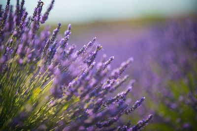 Close-up of purple flowering plant on field