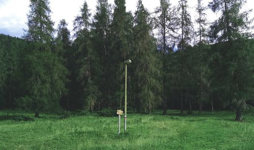 Trees on grassy field