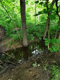 Trees growing in forest