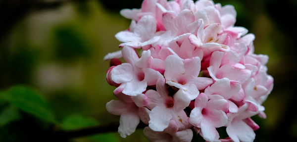 Close-up of pink flowers blooming outdoors