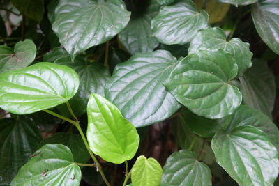 High angle view of green leaves on plant