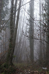 Trees in forest