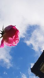 Low angle view of pink rose against sky