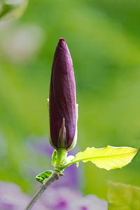 Purple magnolia bud