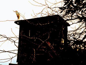 Low angle view of silhouette bird perching on plant