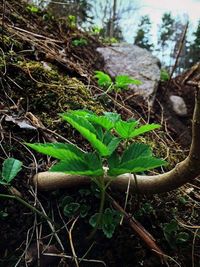 Plants growing in forest