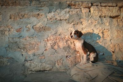 Portrait of dog sitting on wall