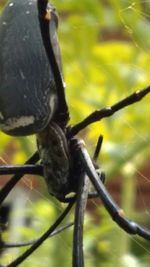 Close-up of lizard on plant