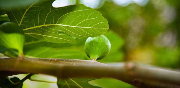 Close-up of green leaf on branch