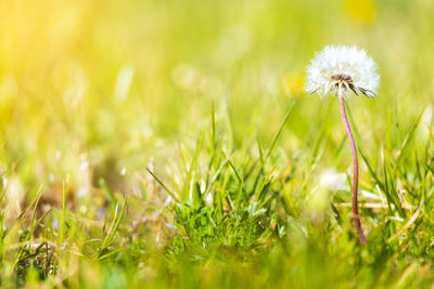 Close-up of dandelion on field