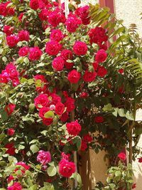 Close-up of pink flowers