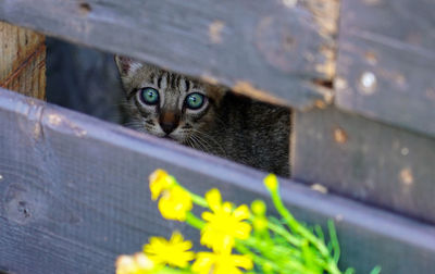 Close-up portrait of a cat