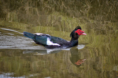 Side view of a duck in lake