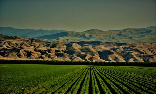 Scenic view of agricultural field against sky