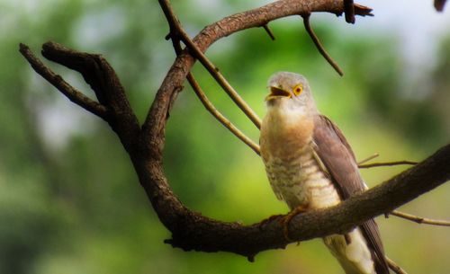 Close-up of bird perching on branch