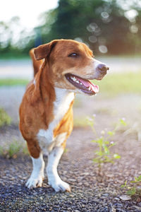Close-up of dog looking away
