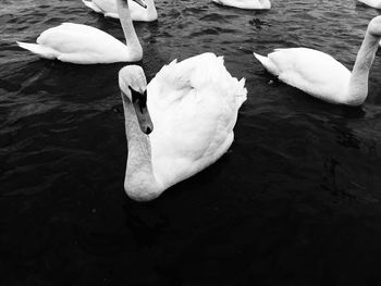 Swan floating on lake