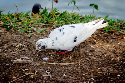 Close-up of seagull on land