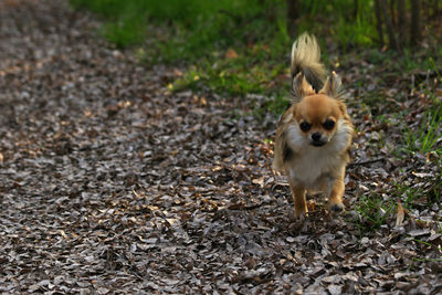 Dog standing on field