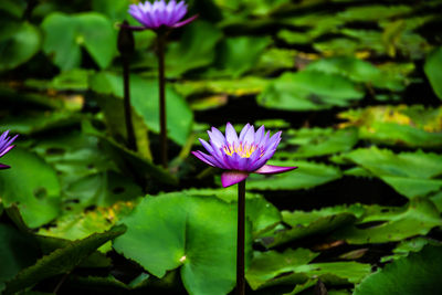 Close-up of purple water lily in pond