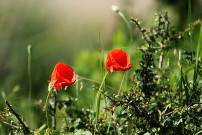 Close-up of red poppy flowers on field