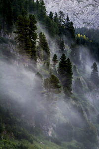 Close-up of trees in forest against sky