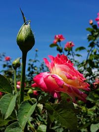 Close-up of pink flowering plant