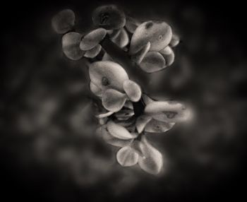 Close-up of flowers blooming outdoors