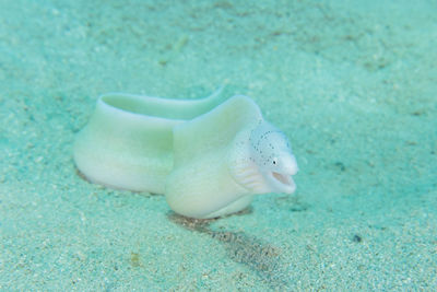 Close-up of turtle swimming in sea