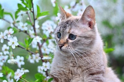 Close-up of a cat looking away