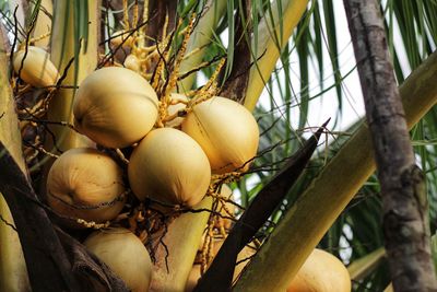 Yellow coconut
