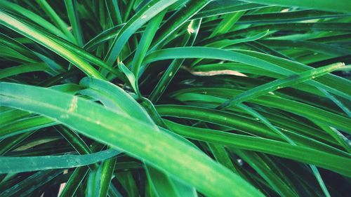 Close-up of wet plant growing on field