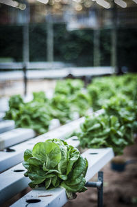 Cabbage growing in greenhouse