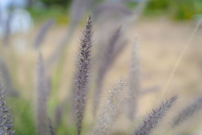 Close-up of cactus plant on field