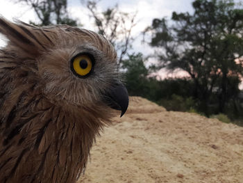 Close-up of a bird