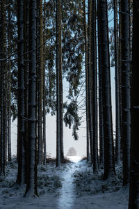 Trees in forest during winter