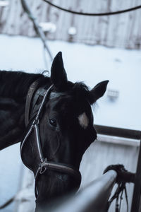 Horse standing on snow covered field