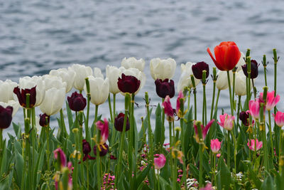 Close-up of red tulips in field