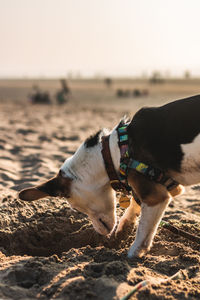 Dog on beach