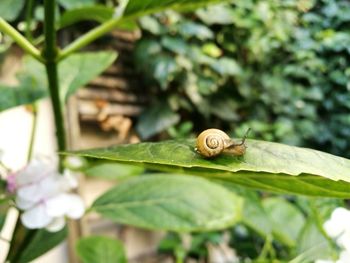 Close-up of snail on plant