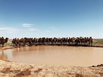 Group of horses on the beach