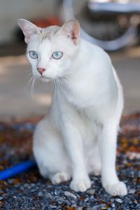 Portrait of white cat