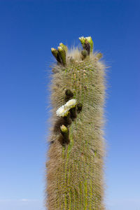 Low angle view of cactus against blue sky