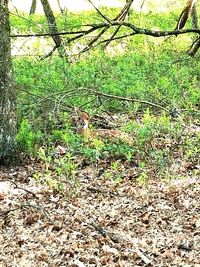 Plants in forest