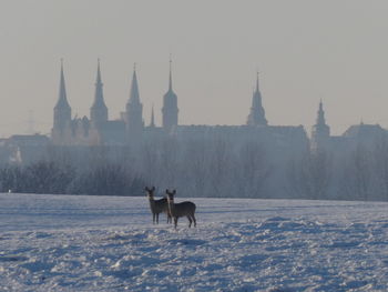 View of a horse on snow covered field